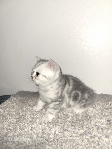 Chat Kijiji Cornish Rex Скоттиш Страйт Tallinn, Кошки – Okidoki