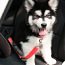 Ремень для собак в машину 42-68см, новый, черный (фото #3)