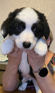 Welsh Corgi Cardigan kutsikad (6 foto / 9)