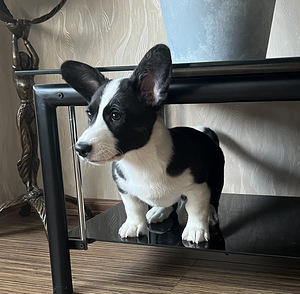 Welsh Corgi Cardigan kutsikad (9 foto / 9)