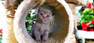 Котята (8 фото из 10)