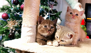 Котята (9 фото из 10)