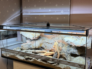 Müüa uus suur terraarium koos noore habeagaamiga. (2 foto / 5)