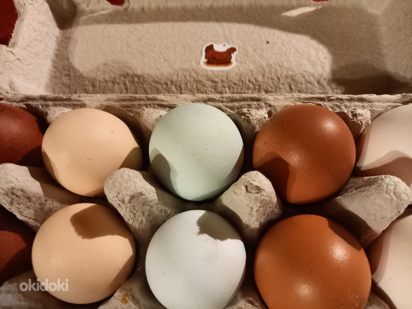 Куриные яйца (фото #2)