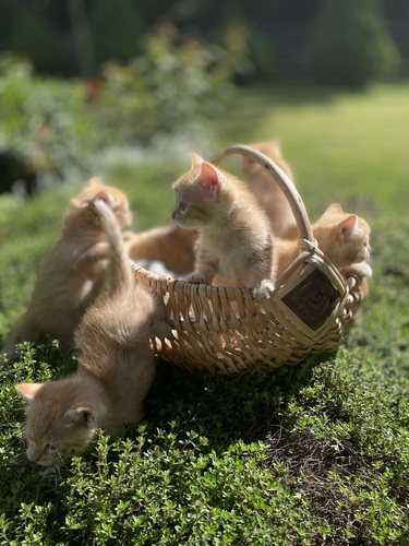 Котята