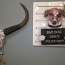 Картина Bad dog, стеклянная (фото #2)