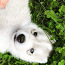 Siberi Husky щенки (фото #2)
