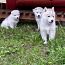 Siberi Husky щенки (фото #3)