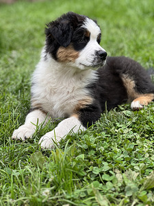 Austraalia lambakoer/ Australian Shepherd/ Aussie (3 foto / 9)