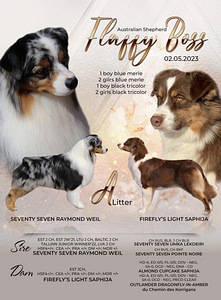 Austraalia lambakoer/ Australian Shepherd/ Aussie (7 foto / 9)