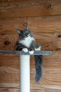 Maine Coon kassipojad (4 foto / 9)