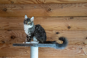 Maine Coon kassipojad (8 foto / 9)