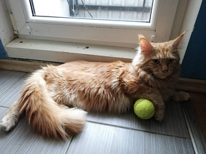 Poiss Mei Kun ootab pruute paariliseks (3 foto / 3)