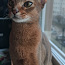 Абиссинская кошка (фото #3)