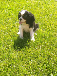 Cavalier King Charlz Spaniel (1 foto / 4)