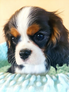 Kavalier King Charlz Spaniel (2 foto / 3)