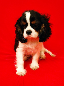 Cavalier King Charles Spaniel (1 foto / 3)