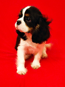 Cavalier King Charles Spaniel (3 foto / 3)