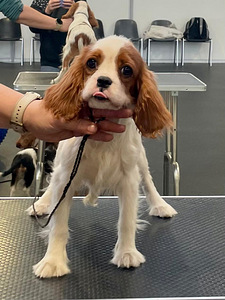 Cavalier King Charlz Spaniel (3 foto / 6)