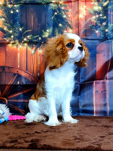 Cavalier King Charlz Spaniel (5 foto / 6)