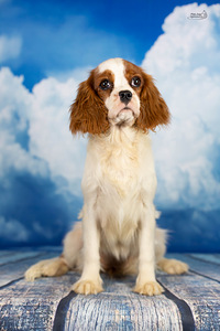Cavalier King Charlz Spaniel (3 foto / 4)