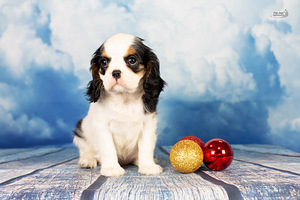 Cavalier King Charlz Spaniel (4 foto / 4)