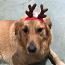 Koera jõulu riietus (foto #1)