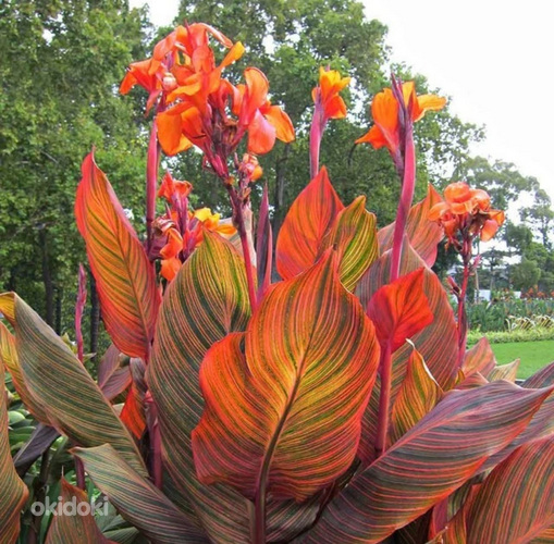 Продаю цветы канны (Tropicana) в горшках. Большие саженцы.