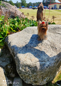 Yorkshire terrier pois (4 foto / 6)