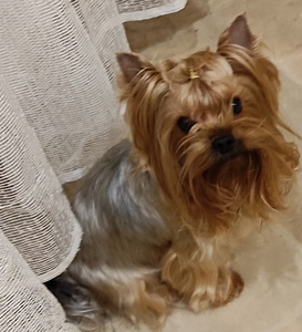 Yorkshire terrier pois (6 foto / 6)