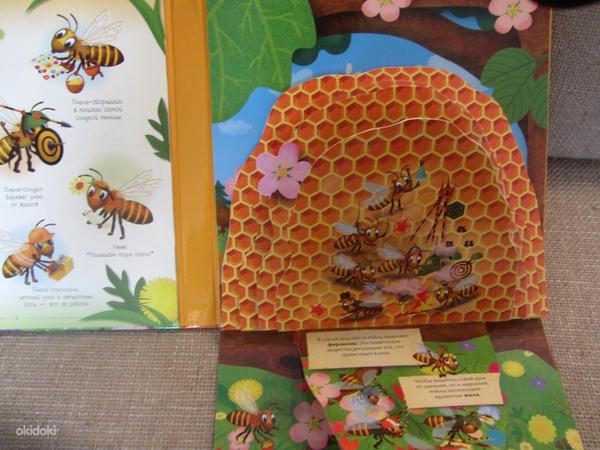 Улей. Как живут пчёлы? новая (фото #8)