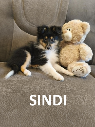 Shelti kutsikad