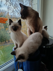 Тайские котята. (4 фото из 6)