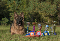 Vācu aitu suņu kucēni