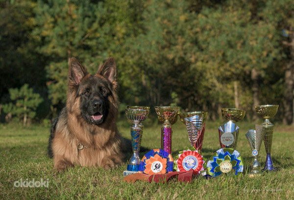 Щенки немецкой овчарки