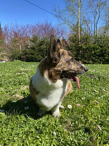 Paaritumine (2 foto / 5)