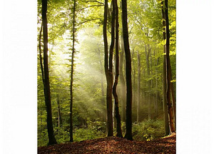 Fototapeet 225 x 250 (1 foto / 1)