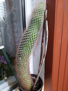 Kannike,yucca,hibiskus (1 foto / 8)