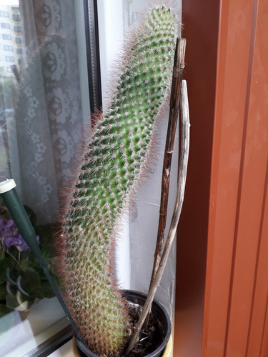 Kannike,yucca,hibiskus