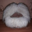 Karvamüts arktiline rebane (foto #2)