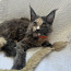 Продается котенок породы Maine Coon девочка . (фото #3)