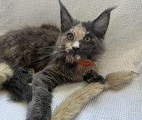 Продается котенок породы Maine Coon девочка .