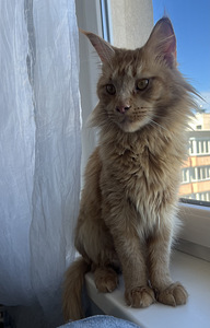 Müüa Maine Cooni kassipoeg — Beež Poiss (5 foto / 6)