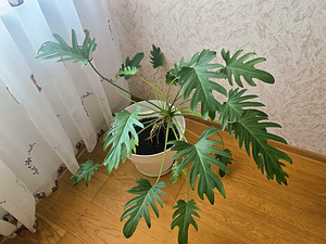 Filodendron Ksanadu.Toataim. (1 foto / 2)
