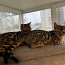 Бенгальские котят (фото #4)