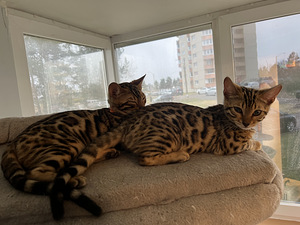 Последний бенгальский котенок (5 фото из 8)
