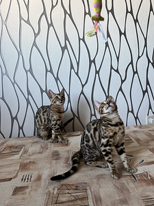 Последний бенгальский котенок (7 фото из 8)