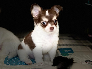 Pikakarvalised chihuahua kutsikad (2 foto / 8)