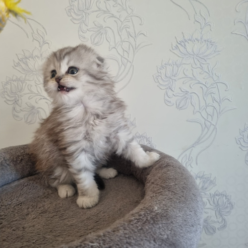 Scottish fold