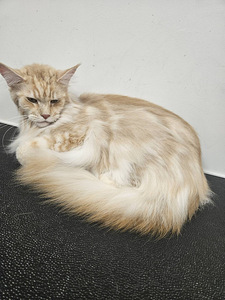 Groomer (2 foto / 6)
